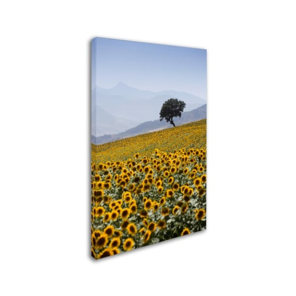 Robert Harding Picture Library 'Sunflowers' Canvas Art,30x47